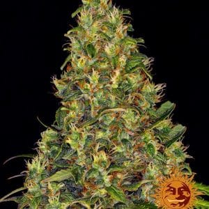 Amnesia Haze Auto from Barneys Farm Seeds