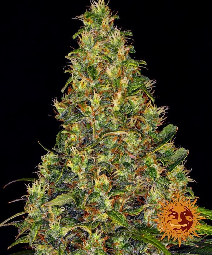 【3個まとめ売り】FULL HEMP 90%ワックス1G×3アムネシアディーゼル Amnesia_Haze_Aut_62265dac49908