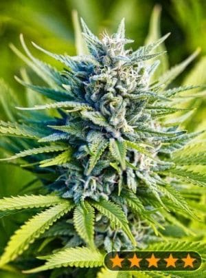 Amnesia Haze Auto