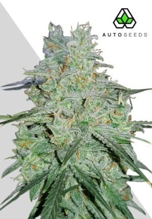 Amnesia Haze Autoflowering
