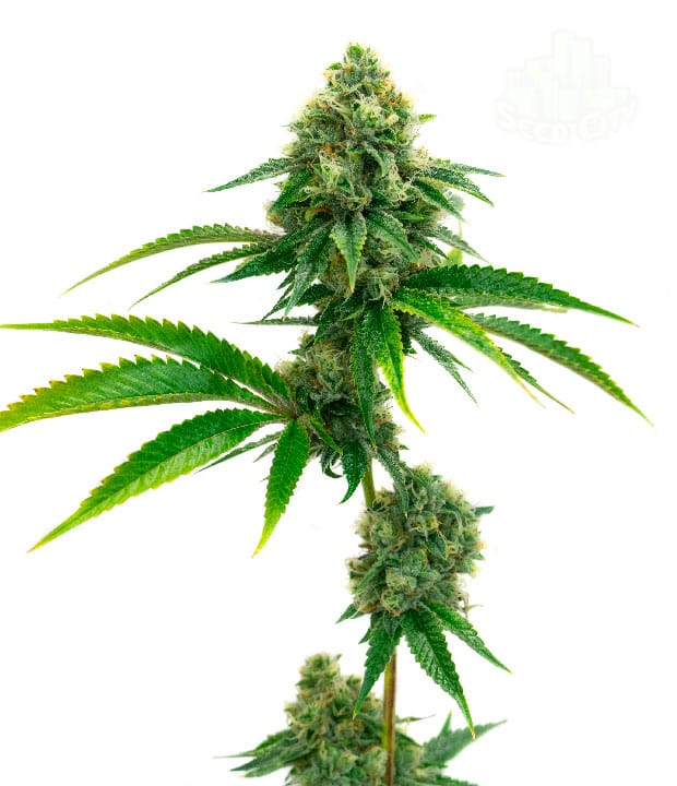 Image 1 of Amnesia Lemon cannabis by Seed City Seeds – 50% Indica/50% Sativa – Super Strength – Cerebral – Seed City
