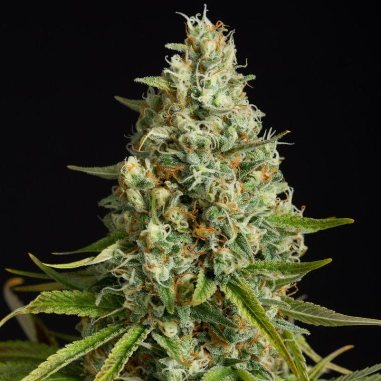 Image 1 of Amnesia Lemon cannabis by Silent Seeds – Middle of October – Indoor – 12/12 Photoperiod – Seed City