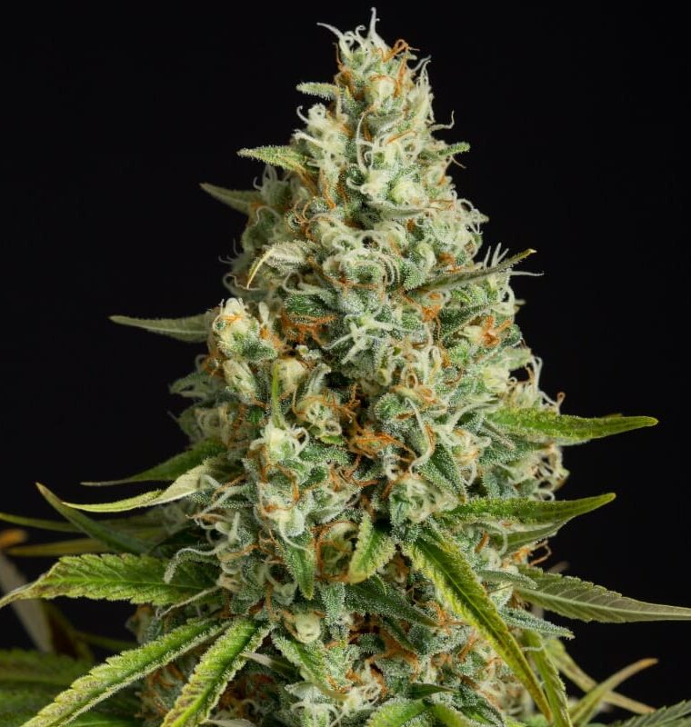 Image 1 of Amnesia Lemon cannabis by Silent Seeds – Middle of October – Indoor – 12/12 Photoperiod – Seed City