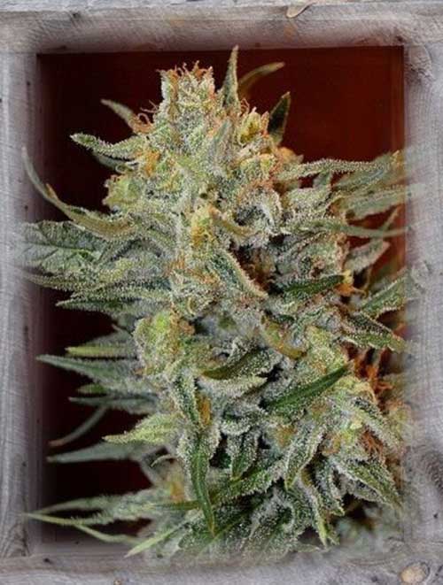 Sativa Dominant – Incense – 12/12 Photoperiod – Amnesia Lemon Kush strain – image 1 – from Garden of Green via Seed City