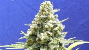 Amnesia Lemon Kush