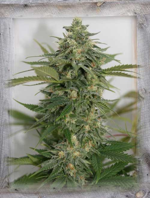 Amnesia Lemon Pie from Garden of Green