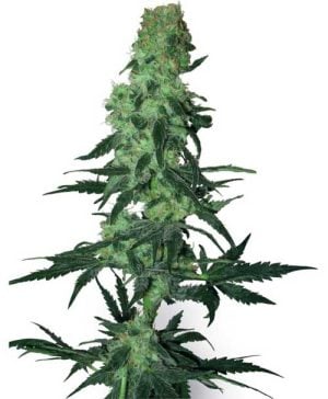 Amnesia White