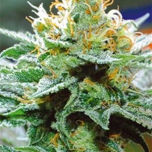 Image 1 of Amnesia x Bubba Kush cannabis by Vision Seeds – Outdoor – Female seeds – 12/12 Photoperiod – Seed City