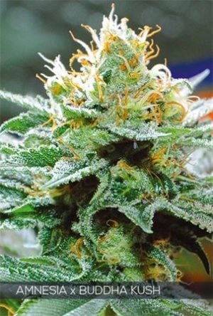 Amnesia x Bubba Kush