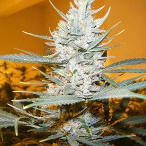 Amphetamine Auto cannabis seeds – Auto-Flowering – Guaranteed female plants – Indica Dominant – image 1 from Seed City