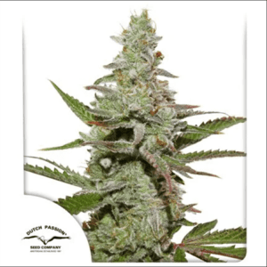Amsterdam Amnesia by Dutch Passion Seeds – Super Strength – 12/12 Photoperiod – Citrus – image 1 – Seed City