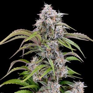 Amulet OG Auto