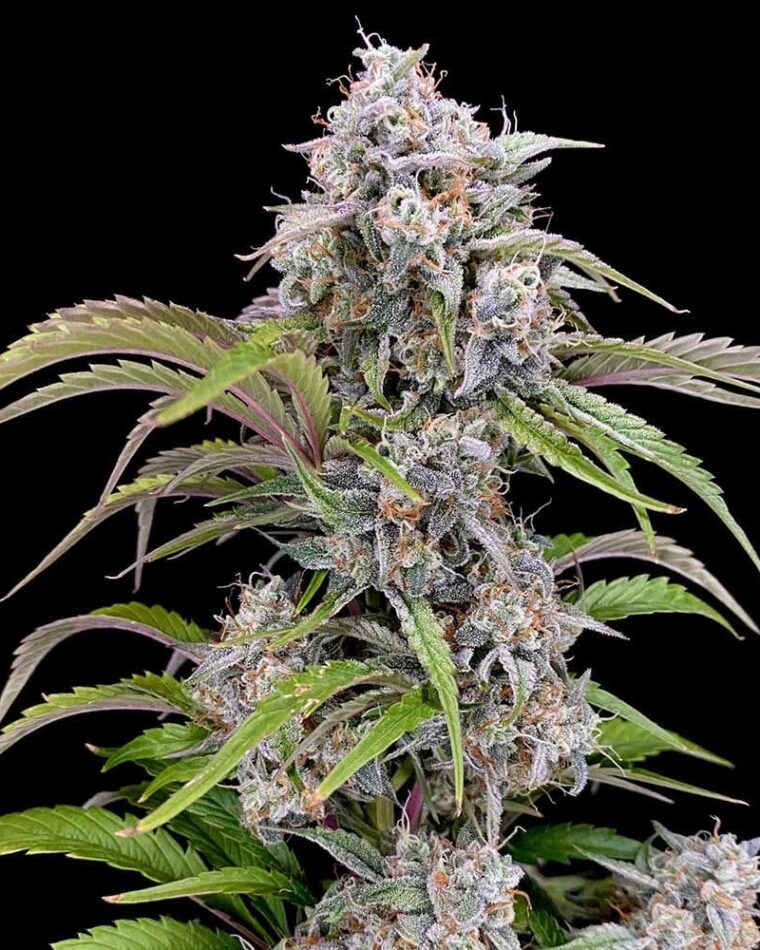 Image 1 of Amulet OG Auto cannabis by Night Owl Seeds – Outdoor – Auto-Flowering – Female seeds – Seed City
