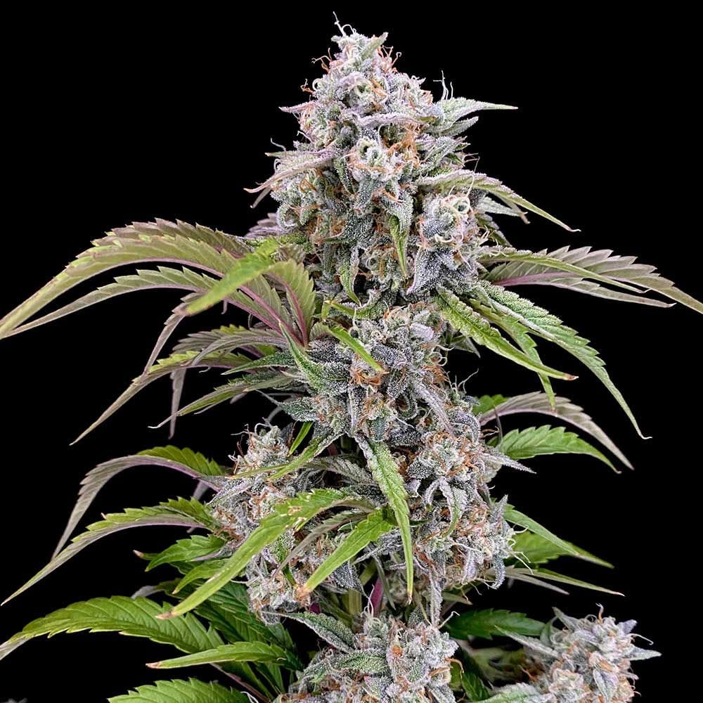 Image 1 of Amulet OG Auto cannabis by Night Owl Seeds – Outdoor – Auto-Flowering – Female seeds – Seed City