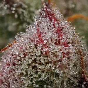 Ancient Aliens Bx