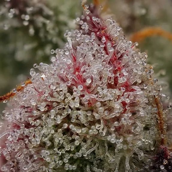 Ancient Aliens Bx by Green Bodhi Seeds – Regular – Super Strength – Indoor-friendly – image 1 – Seed City