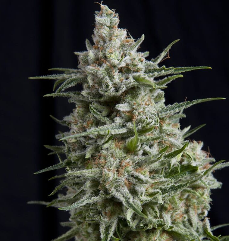 Anesthesia CBD from Pyramid Seeds