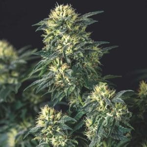 Anesthesia x Runtz LIMITED EDITION Gold Line cannabis – image 1 – Seed City