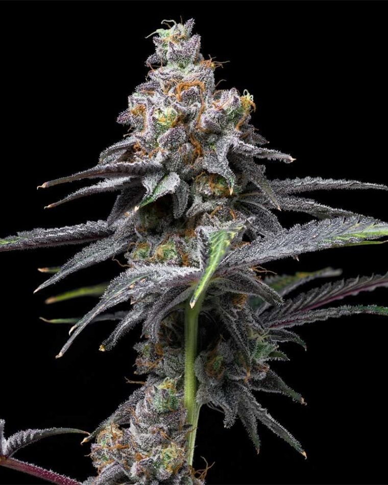 Animal Cake x Hollywood cannabis seeds – Feminized – Suited for indoor growing – Sweet – image 1 from Seed City