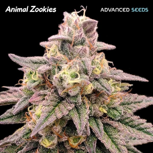 Animal Zookies by Advanced Seeds – Middle of October – 50% Indica/50% Sativa – Super Strength – image 1 – Seed City