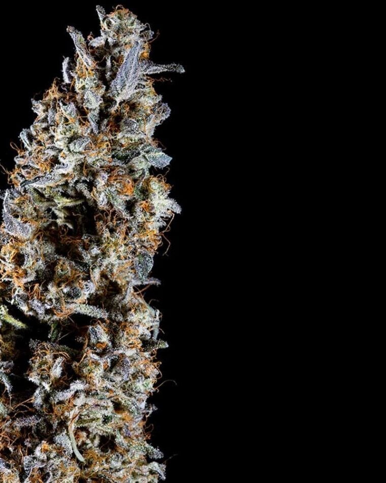 Animorph Mints by Compound Genetics – Feminized – Nutty – 50% Indica/50% Sativa – image 1 – Seed City