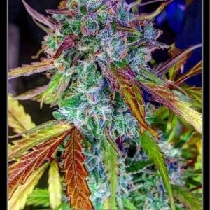 Anthrax Auto cannabis seeds – Sweet – Mostly Indica – Guaranteed female plants – image 1 from Seed City