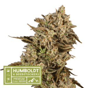 Apollo Black Cherry by Seed Stockers – Spicy – Guaranteed female plants – 12/12 Photoperiod – image 1 – Seed City