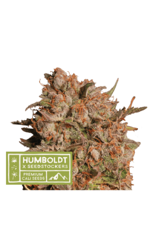 Apollo Black Cherry Auto