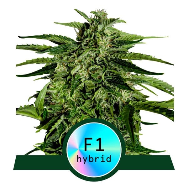 Apollo F1 Auto cannabis seeds – Outdoor – Relaxing – Auto-Flowering – image 1 from Seed City