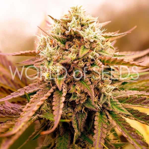 Appalachian Kush Early Version cannabis – image 1 – Seed City