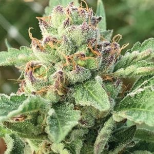 Apple Blossom cannabis seeds – 50% Indica/50% Sativa – Motivational – Floral – image 1 from Seed City