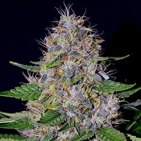 Apple Crumble from G13 Labs Seeds