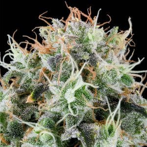 Apple Drops by Grounded Genetics – Fruity – Indoor-friendly – 12/12 Photoperiod – image 1 – Seed City