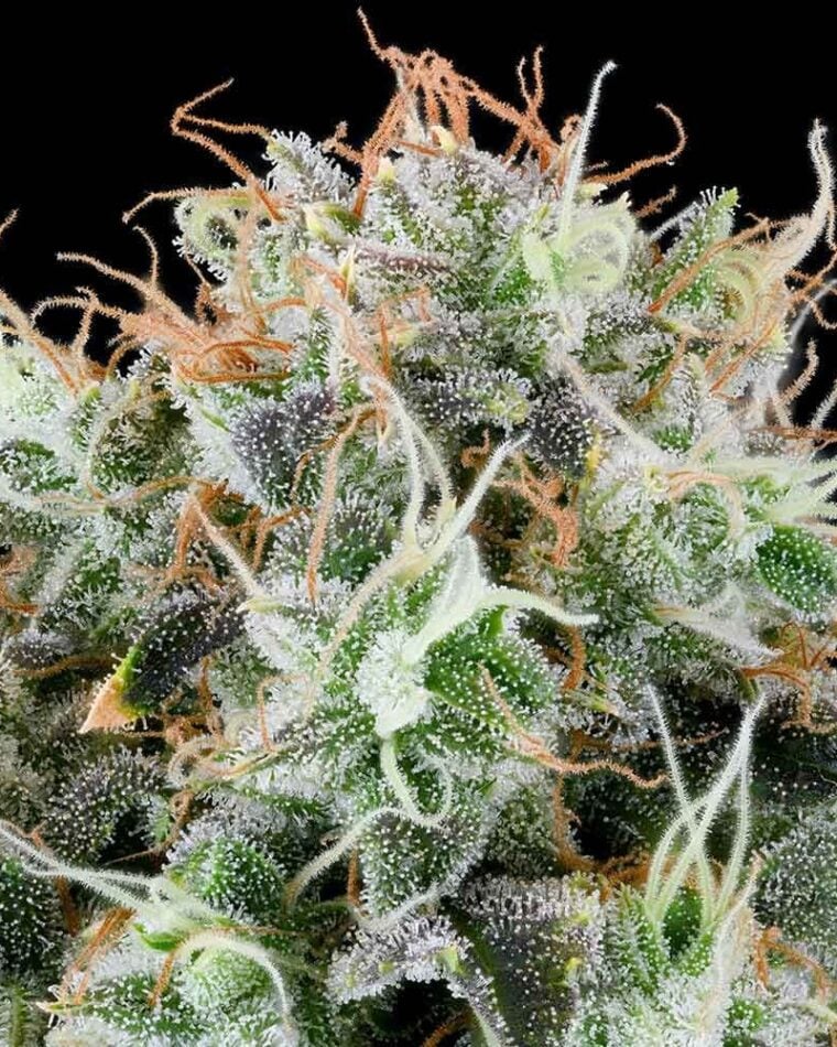 Apple Drops by Grounded Genetics – Fruity – Indoor-friendly – 12/12 Photoperiod – image 1 – Seed City