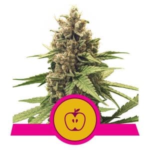 Apple Fritter by Royal Queen Seeds – Feminized – Fruity – Indica-heavy – image 1 – Seed City