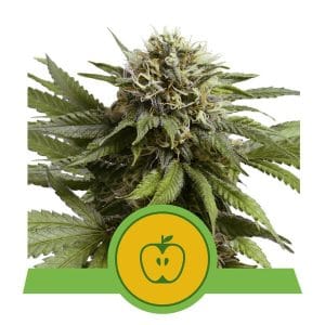 Fruity – Indica Dominant – Auto-Flowering – Apple Fritter Auto strain – image 1 – from Royal Queen Seeds via Seed City