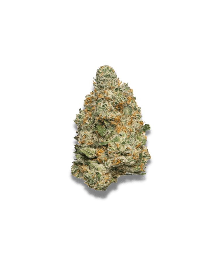 Apple Fritter Autoflower by Growers Choice – Good for outdoor grow – Super Strength – Large yield – image 1 – Seed City