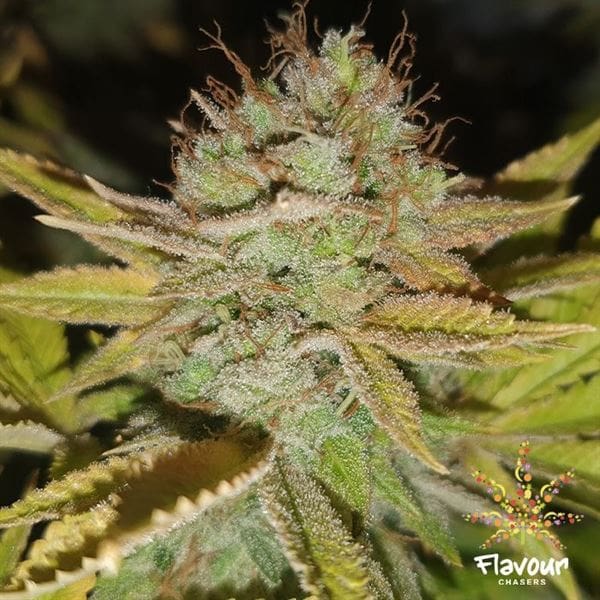 Apple Fritters cannabis seeds – Suited for indoor growing – Fruity – Guaranteed female plants – image 1 from Seed City