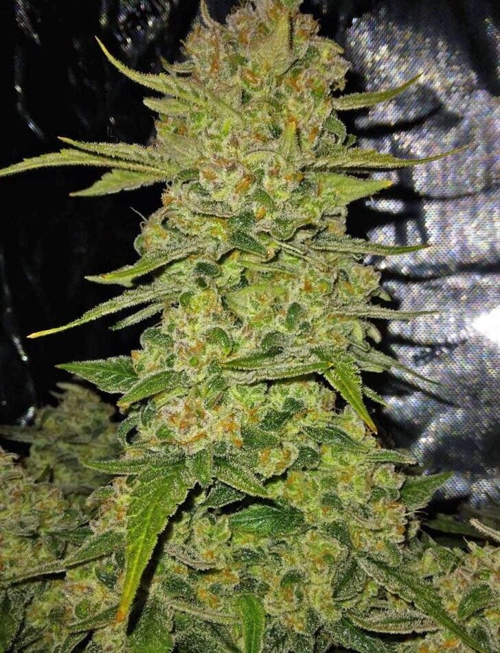 Image 1 of Apple Strudel Auto cannabis by FastBuds – Outdoor cultivation – Cinnamon – Super Strength – Seed City