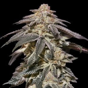 Apple and Bananas Auto