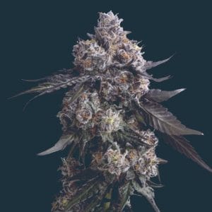 Apples n Bananas by Mavericks Genetics – Fruity – Large yield – Feminized – image 1 – Seed City