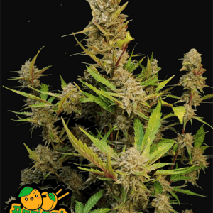 Body Stone – Tangy – Mostly Indica – Apricot Auto strain – image 1 – from FastBuds via Seed City