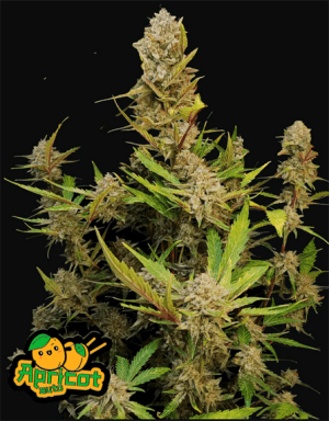 Apricot Auto
