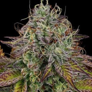 Apricot Candy by Paradise Seeds – 12/12 Photoperiod – Feminized – Fruity – image 1 – Seed City