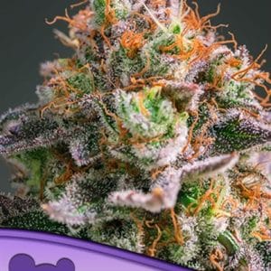50% Indica/50% Sativa – 12/12 Photoperiod – Sweet – Apricot Oreoz strain – image 1 – from Anesia Seeds via Seed City