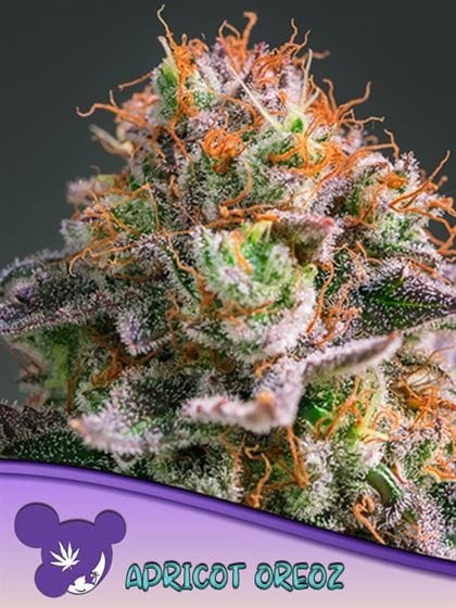 50% Indica/50% Sativa – 12/12 Photoperiod – Sweet – Apricot Oreoz strain – image 1 – from Anesia Seeds via Seed City