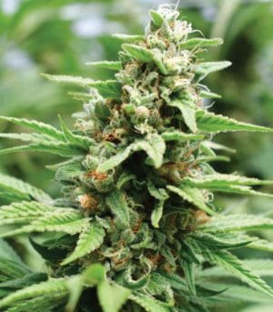 Apricot Papaya