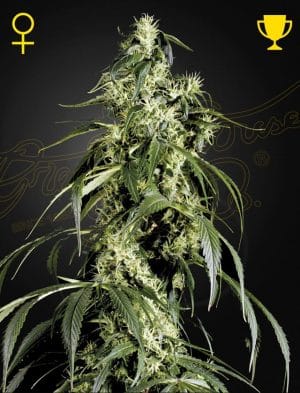 Arjan’s Haze 1