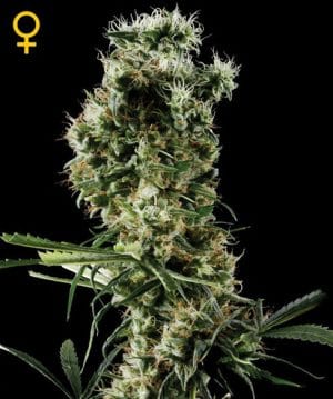 Arjan’s Haze 2