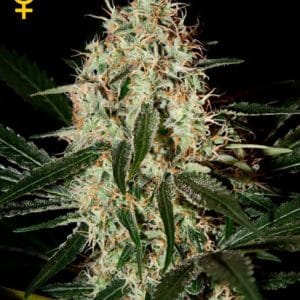 Arjan's Haze 3 by Green House Seeds – High Yielding – Fruity – 12/12 Photoperiod – image 1 – Seed City